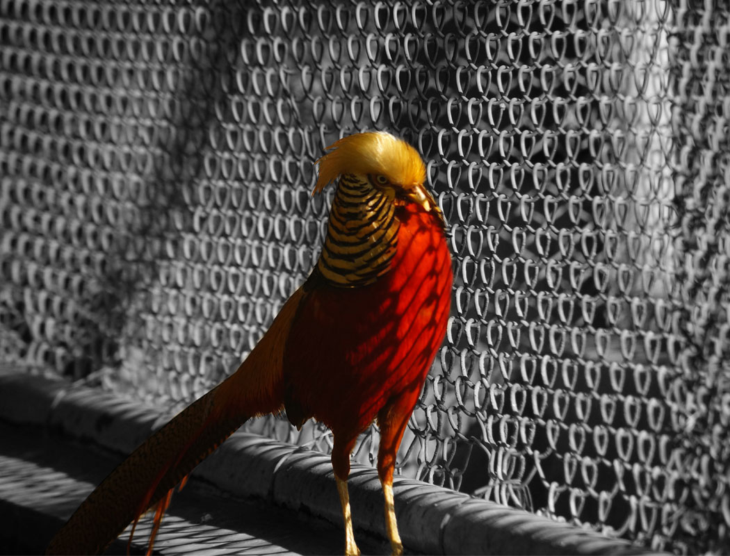 Golden Pheasant